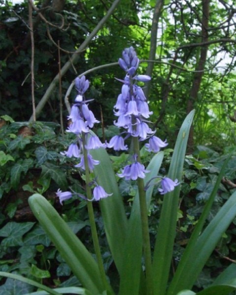 Hyacinthoides hispanica white.jpg
